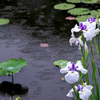 雨の花菖蒲