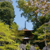 石山寺　春の陽気