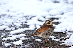 ツグミ　雪の中で