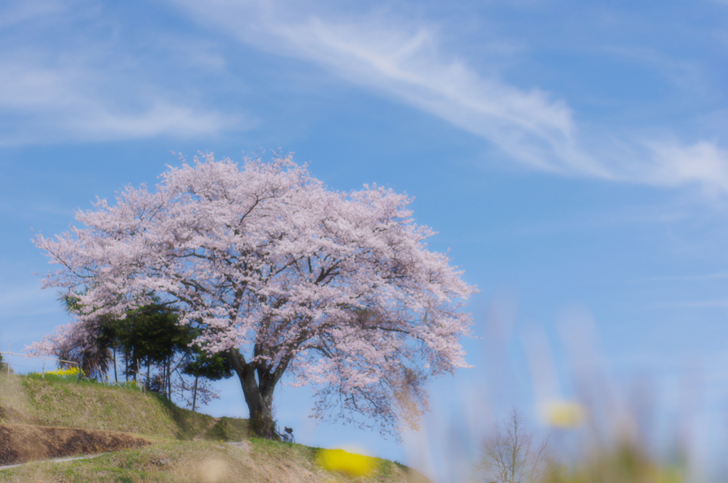 一本桜　－春夢－