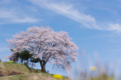 一本桜　－春夢－