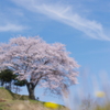 一本桜　－春夢－