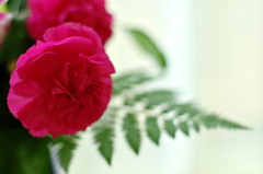 カーネーション