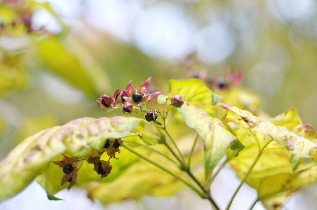 京都植物園1