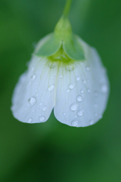 絹さやの花　小雨