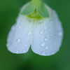 絹さやの花　小雨