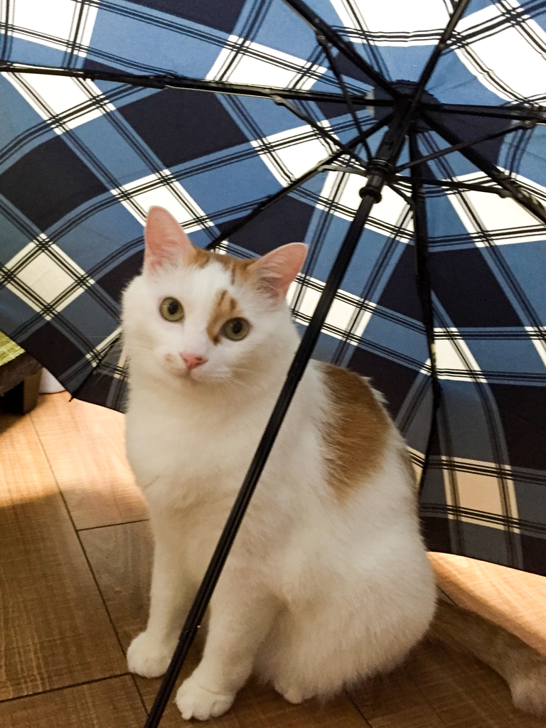 梅雨ですね