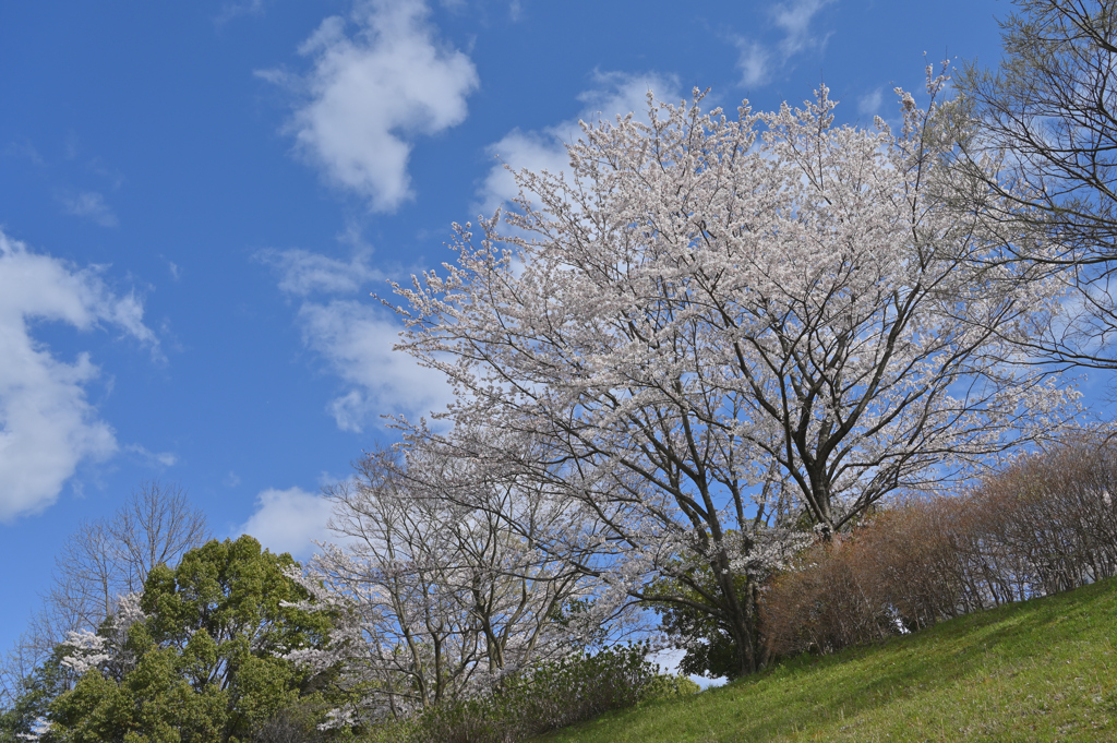 近所の桜　また来年２