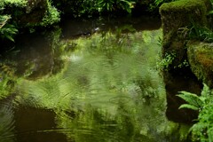 雨滴　小雨の三千院