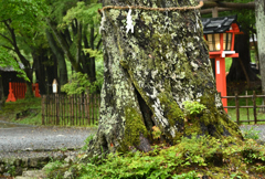 雨の大原野神社2