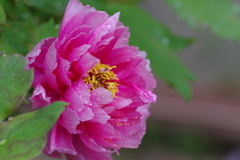 雨の芍薬
