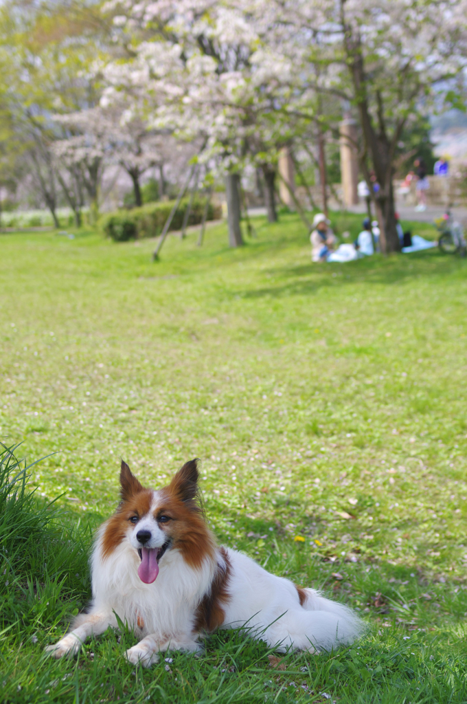 犬も花見