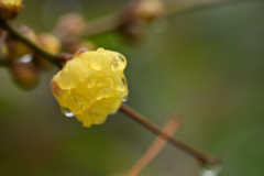 雨の蠟梅