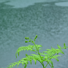 雨のシダ２