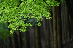 小雨の杉林にて