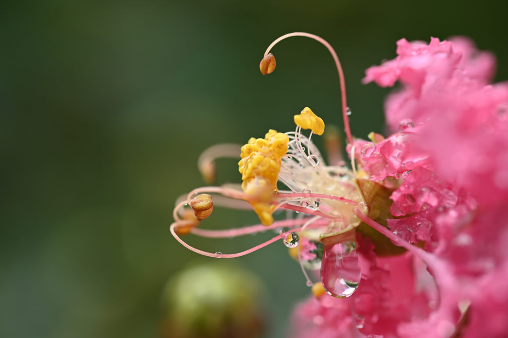 雨滴　百日紅の花