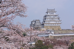 姫路城天守　桜