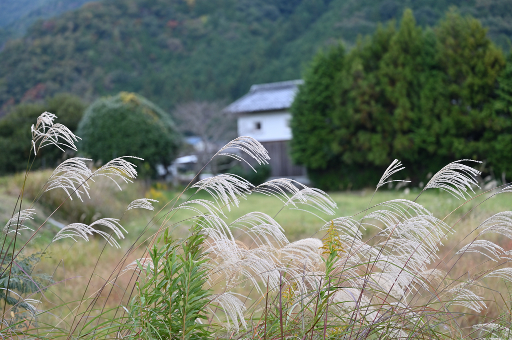 蔵とすすき　