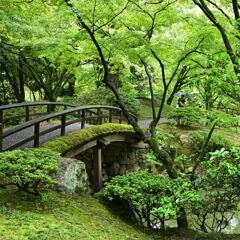 雨の仙洞御所　紅葉橋