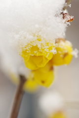 雪中の開花