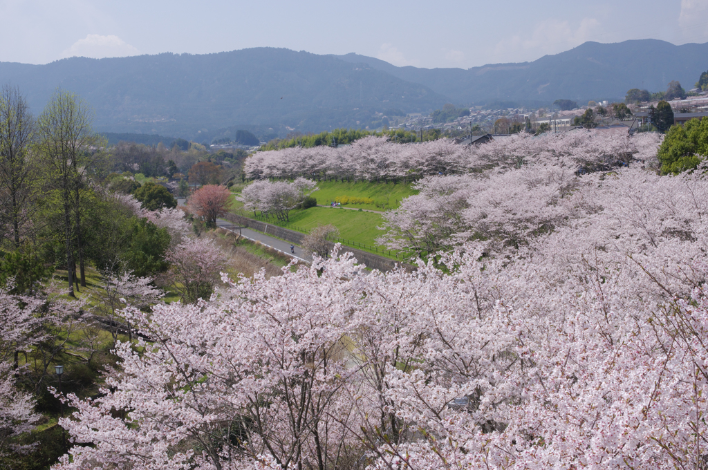 お花見日和 遠望