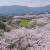 お花見日和 遠望