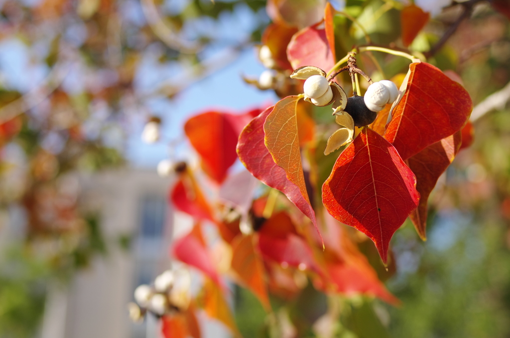 白い実と紅葉