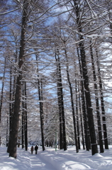 冬の円山公園にて