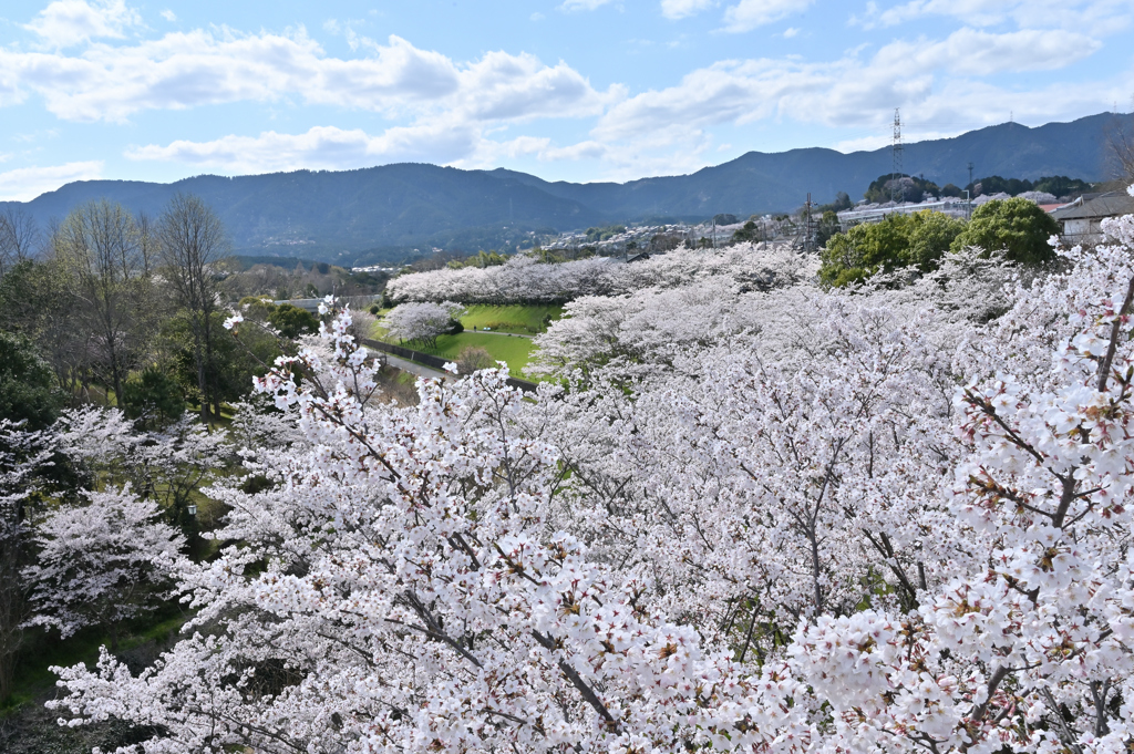 近所の桜　また来年１