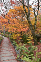 宝筐院 紅葉3