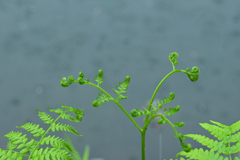 雨のシダ１