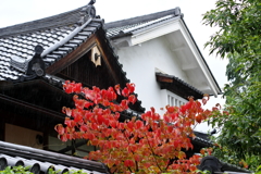 色づき始めた雨の興臨院 　