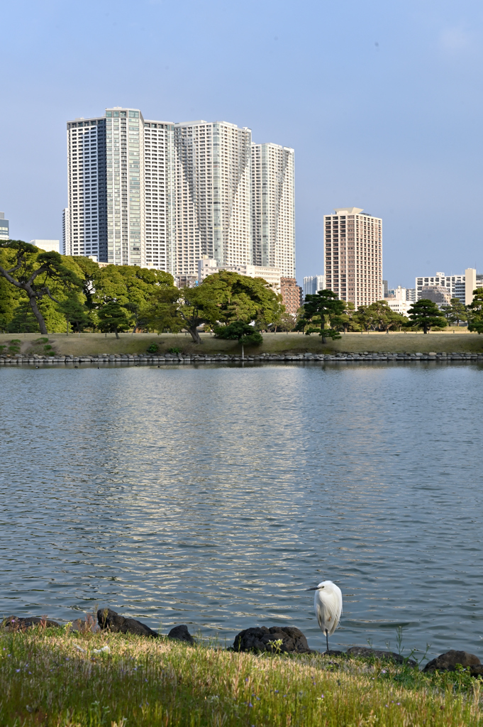 都心の公園3 浜離宮