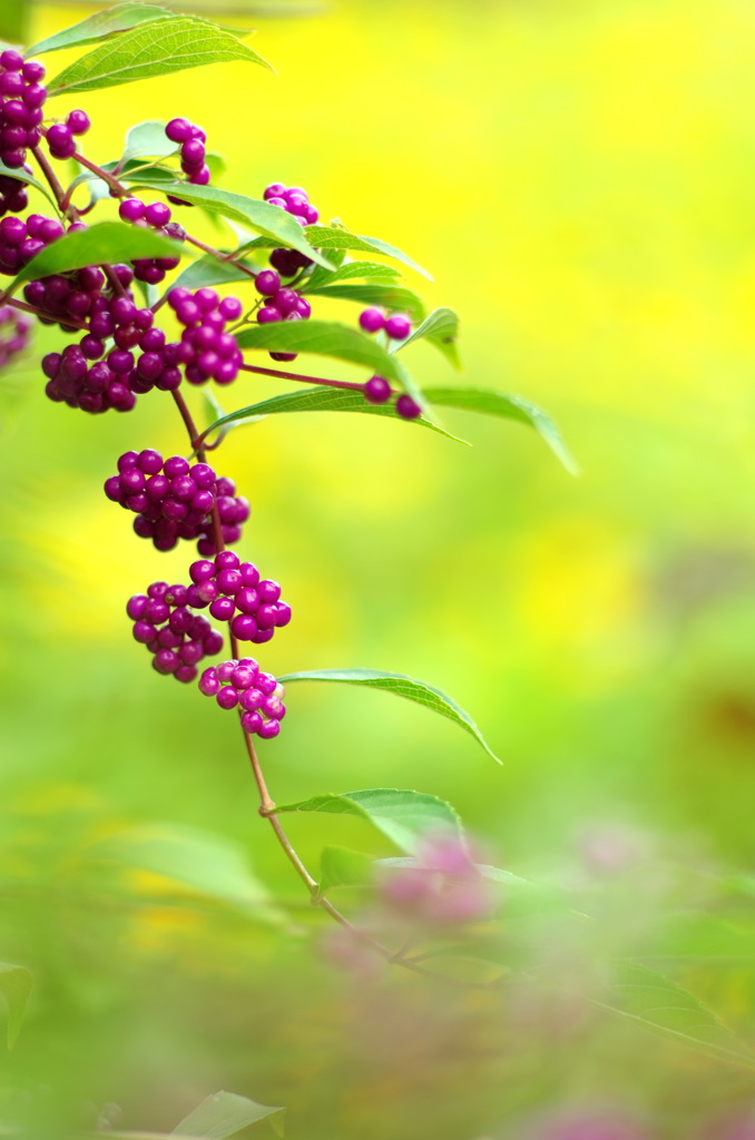 紫式部（ムラサキシキブ）