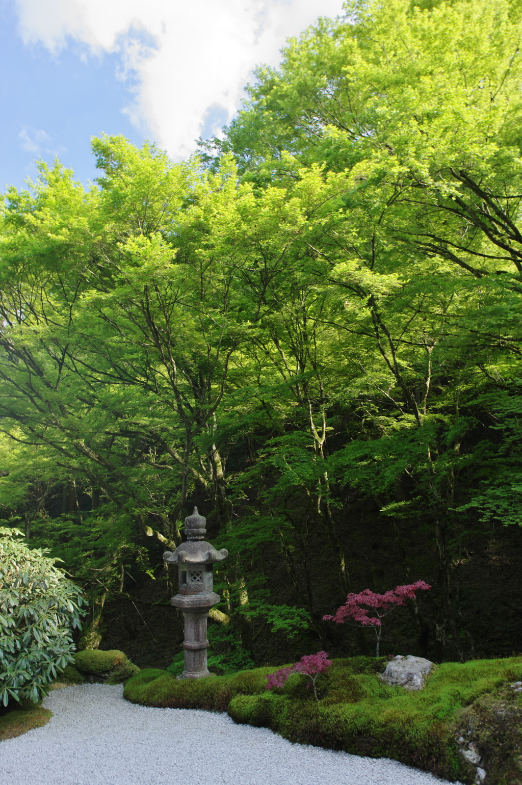 新緑　古知谷　阿弥陀寺