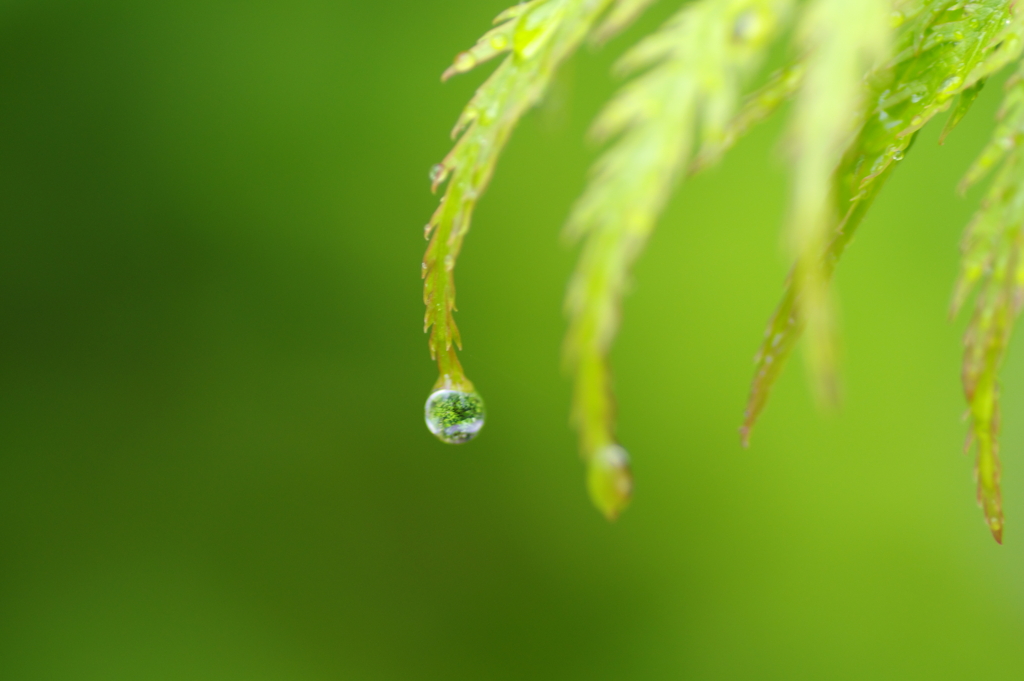 枝垂れ椛　雨滴