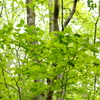 新緑の森