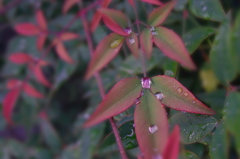 南天ダイアモンド