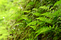 小雨の東福寺参道にて