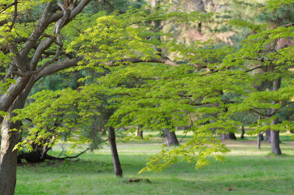 京都御苑　新緑