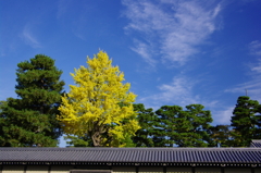 御所の青空