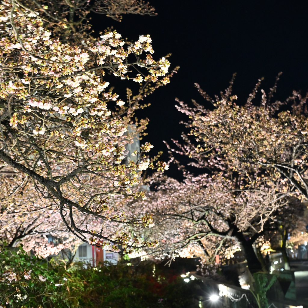 夜の熱海　夜桜