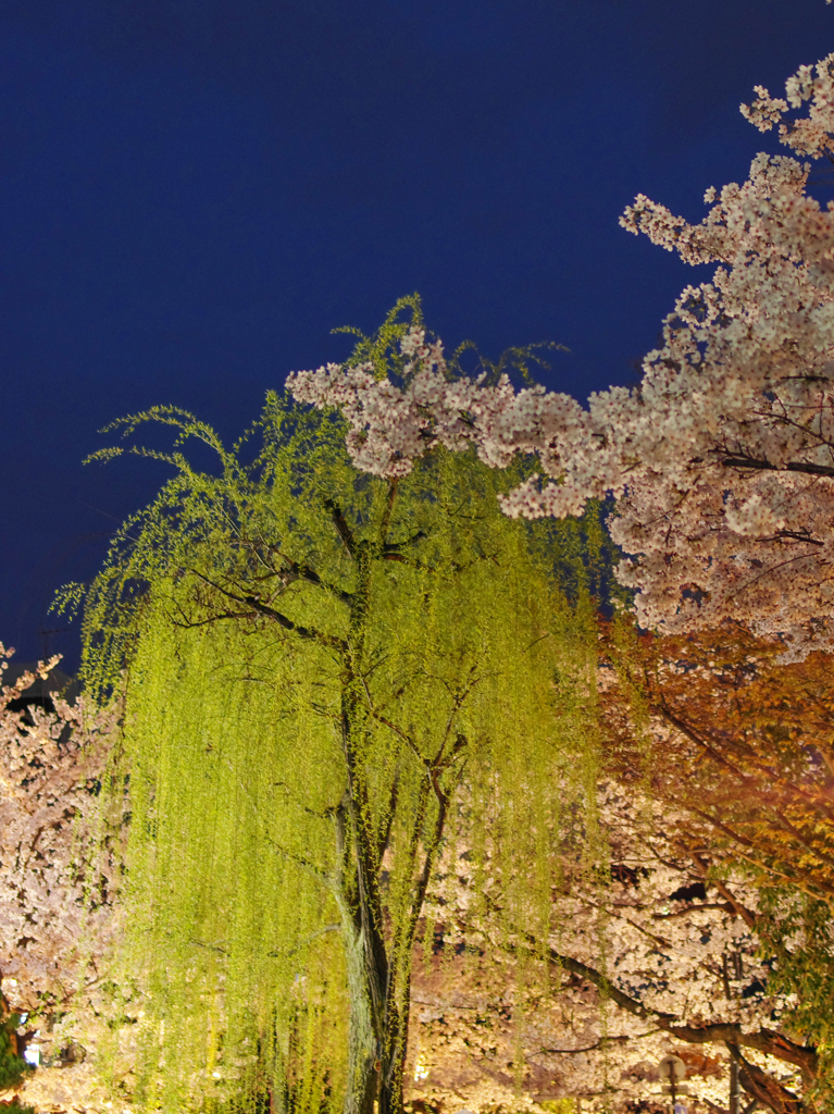 祇園白川の春