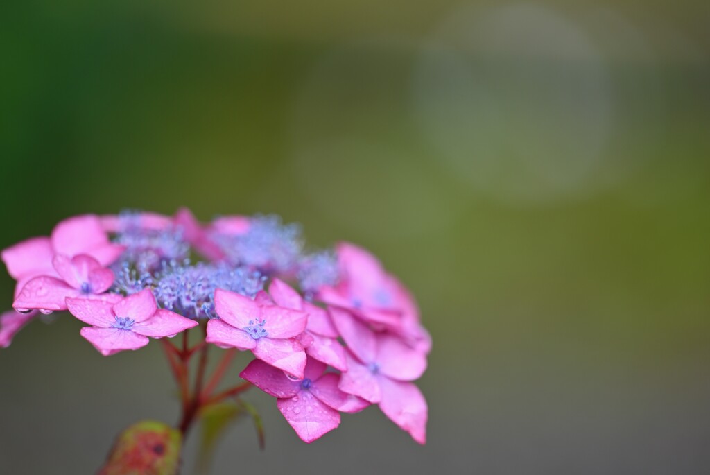 紫陽花寺3