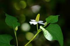 ドクダミの開花
