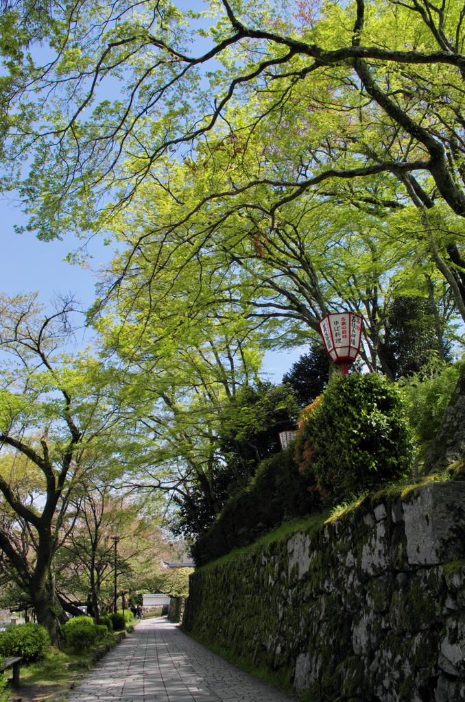 新緑の坂本　石積みの道　