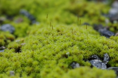 苔の森