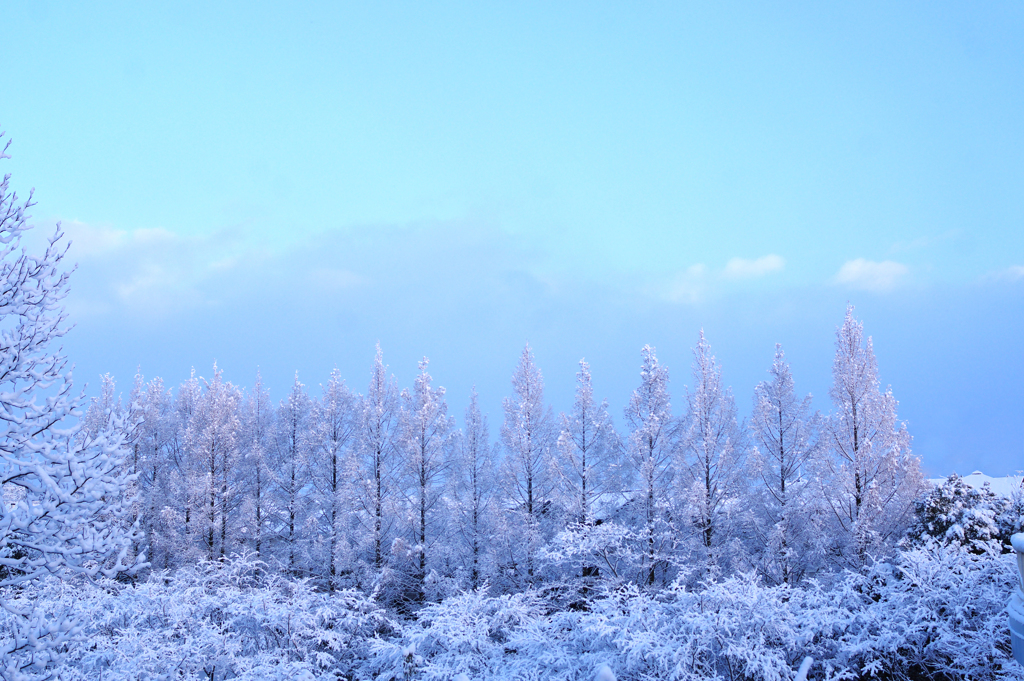 新雪　メタセコイア