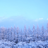 新雪　メタセコイア