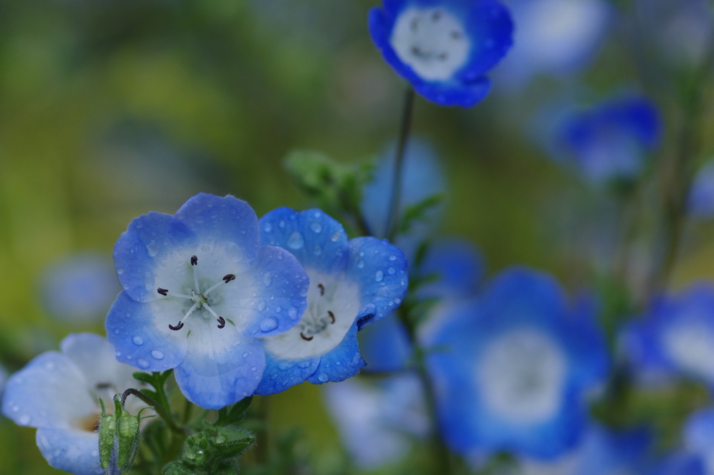 小雨のネモフィラ